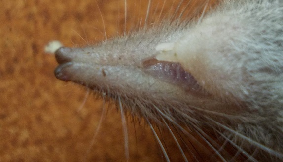 Crocidura minore vittima del gatto